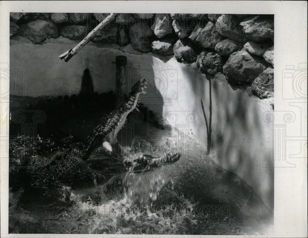 1973 Press Photo huge wild animal crocodile well stone  - Historic Images