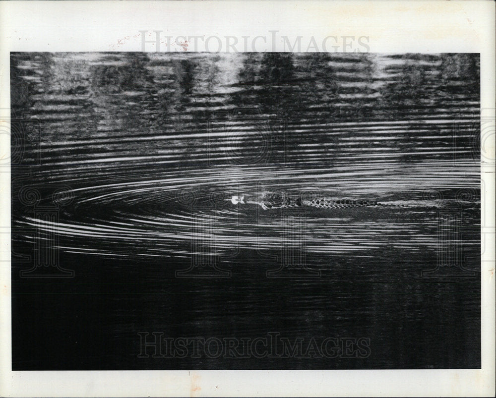 1983 Press Photo Alligator Animal Lake Alison Largo  - Historic Images