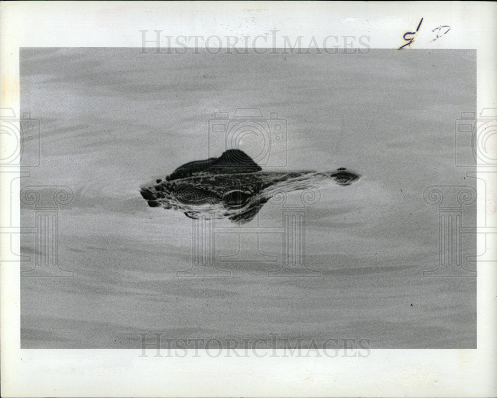 1985 Press Photo Alligator in Lake Taylor  - Historic Images
