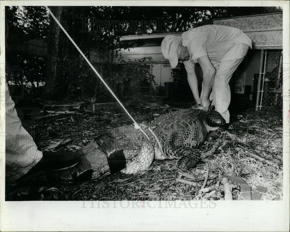 1986 Press Photo Clearwater trapper Joseph Borelli - Historic Images