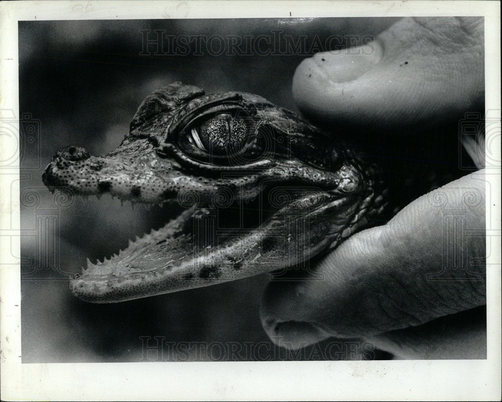 1985 Press Photo Alligator Like Crocodile Hunting Mich - Historic Images