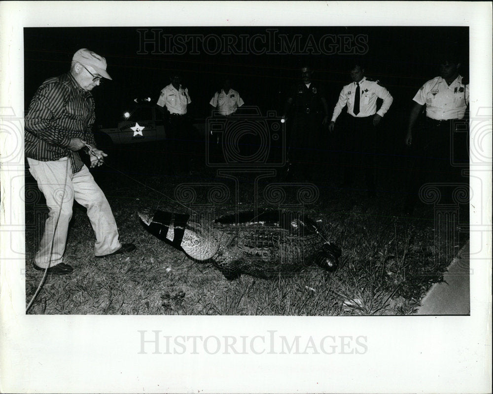 1986 Press Photo Alligator Trapping Animal Nature - Historic Images