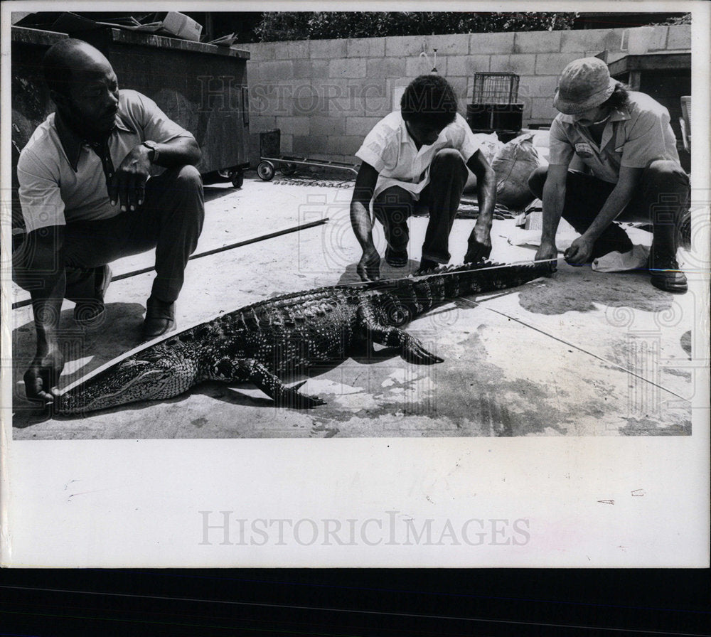 1977 Press Photo Birdie Golfers Gator Dead One - Historic Images