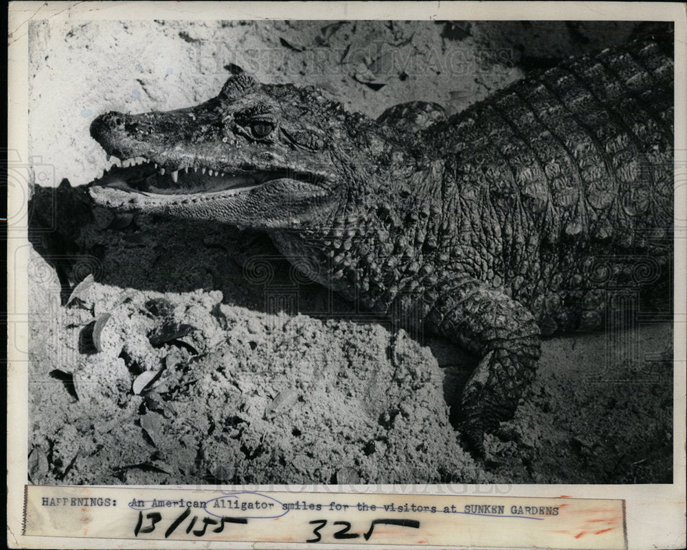 1974 Press Photo American Alligator  - Historic Images