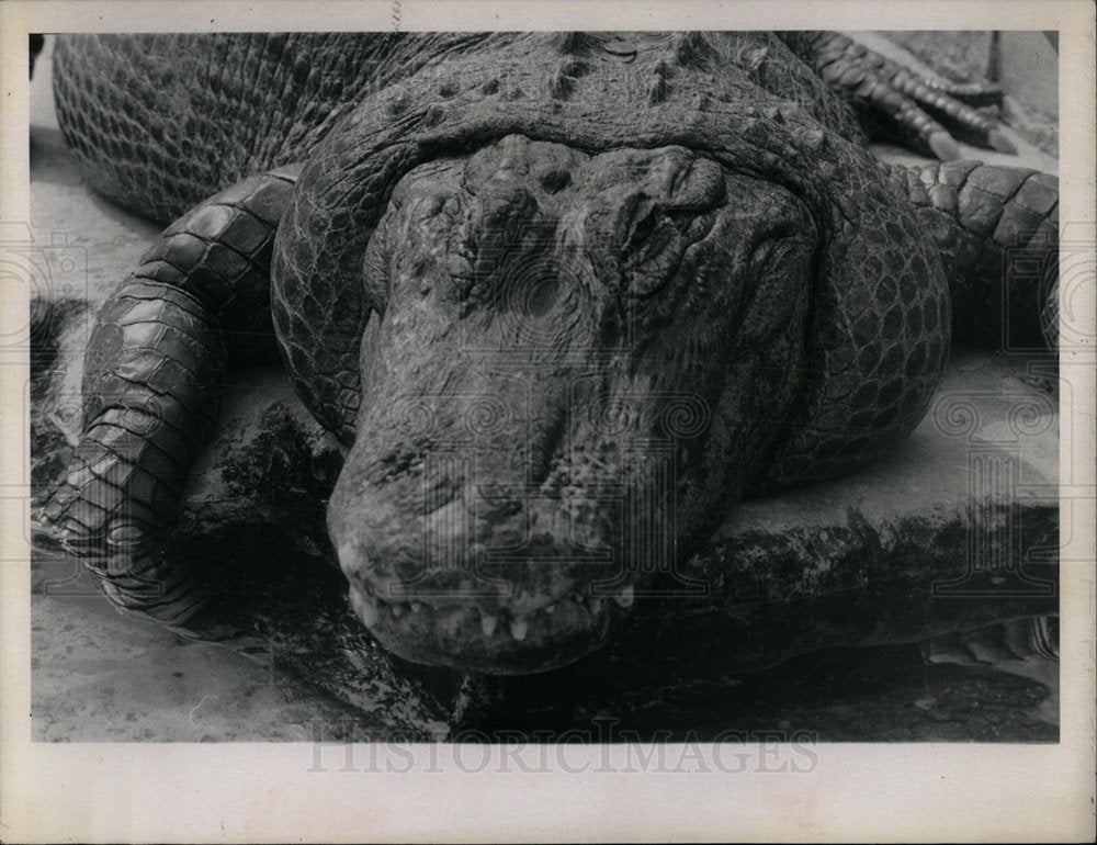 1970 Press Photo Alligator - Historic Images