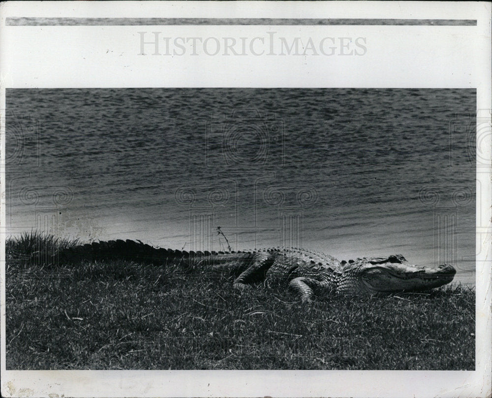1993 Press Photo Alligator Hunt Sunning Lake Maggiore - Historic Images