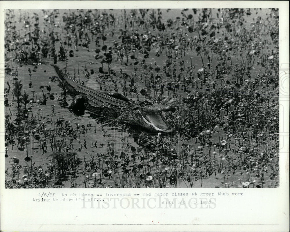 1982 Press Photo Alligator Wallowing Shallow  Citus - Historic Images