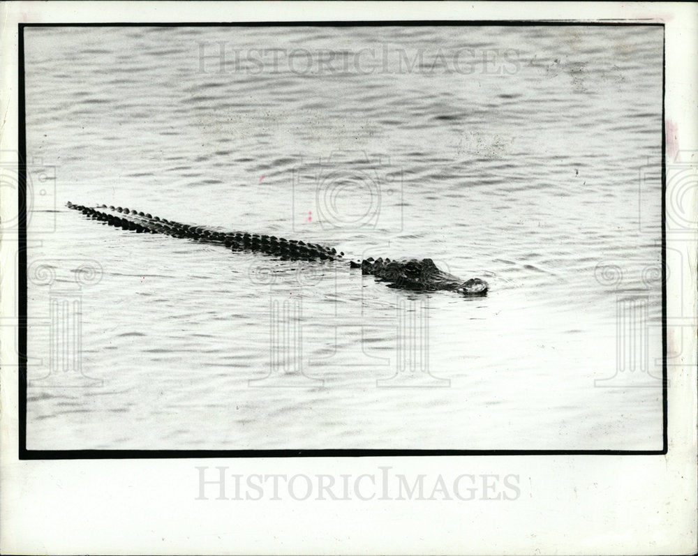 1987 Press Photo 5 foot alligator out for a swim. - Historic Images