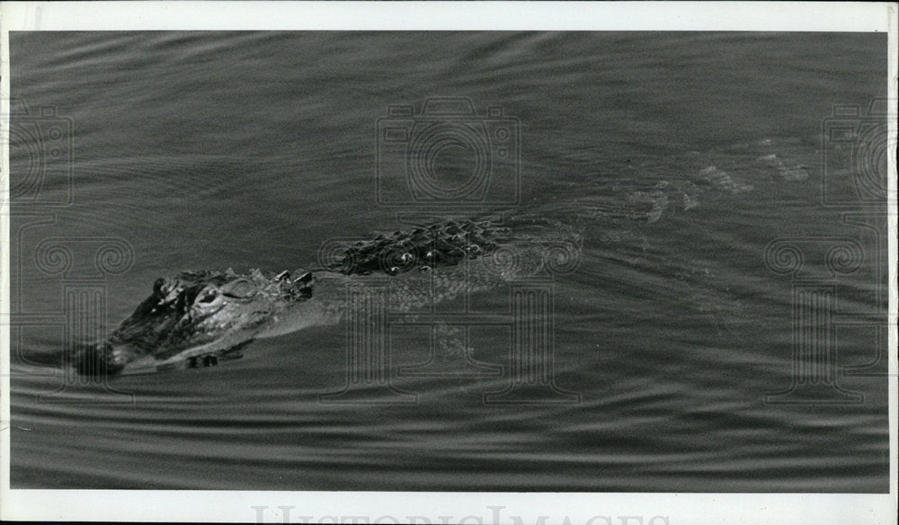 1987 Press Photo Alligator Taylor Park Largo Florida - Historic Images