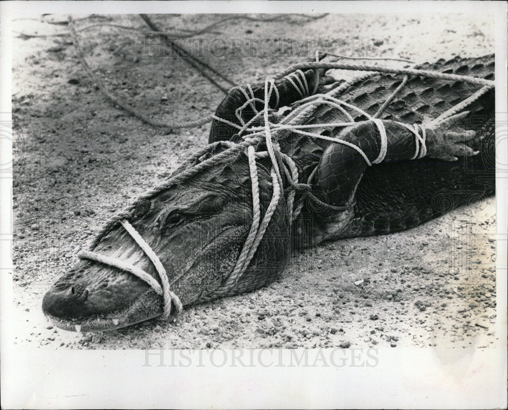 1982 Press Photo Captured alligator - Historic Images