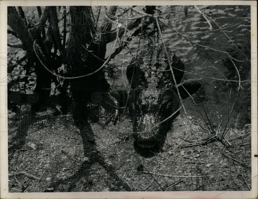1971 Press Photo Alligators Crocodile   - Historic Images