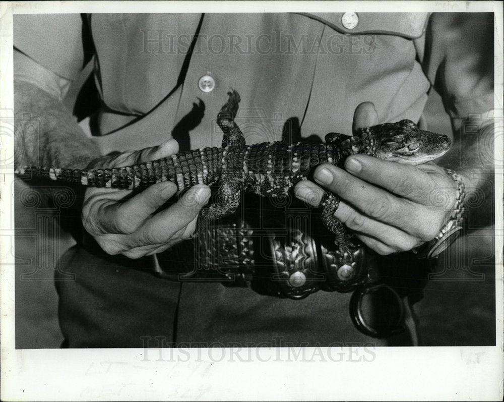 1986 Press Photo Florida Game Commission Alligators  - Historic Images
