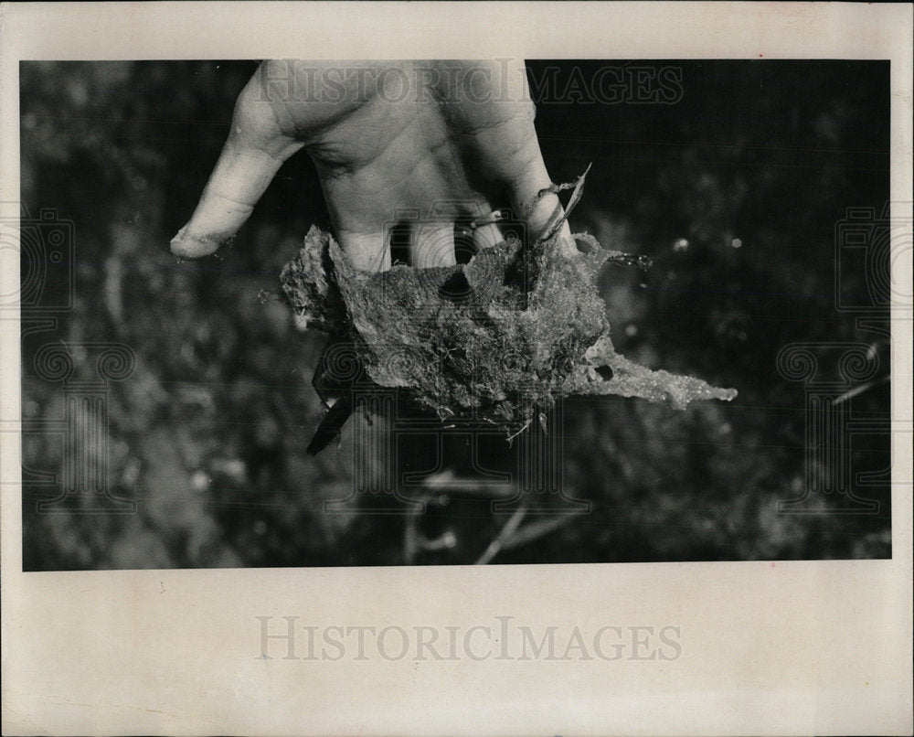 1965 Press Photo Algae Returns To Coronado Lake  - Historic Images