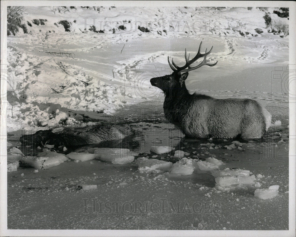 Press PhotoGrand Teton National Park elk Ice streams - Historic Images