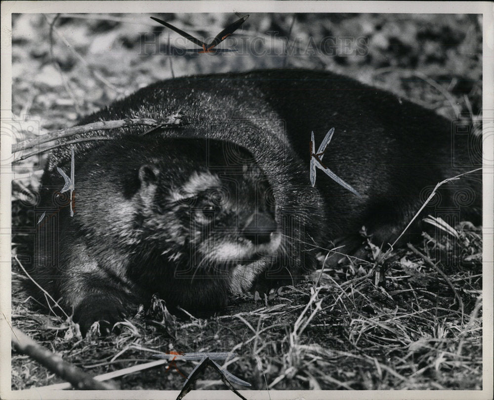 1964 Press Photo Otter - Historic Images