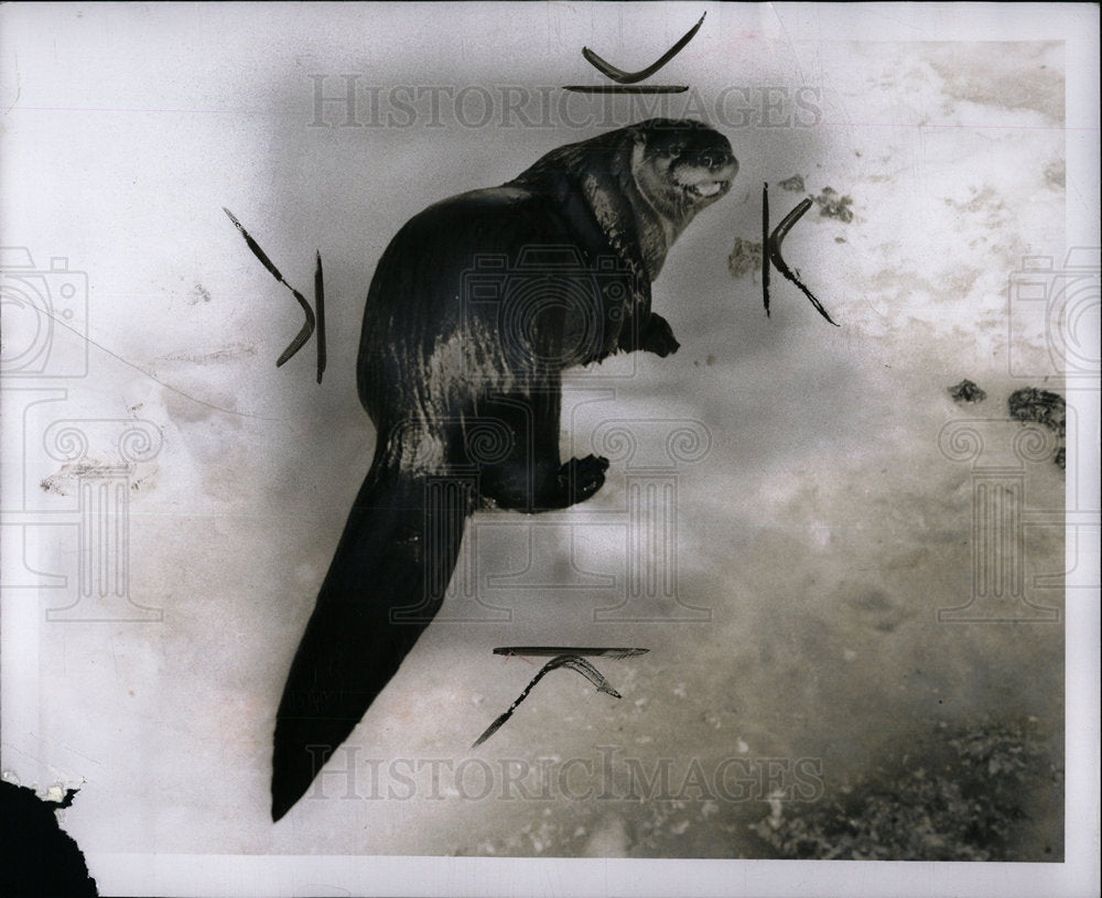 1957 Press Photo Otter Animal Semi-Aquatic - Historic Images