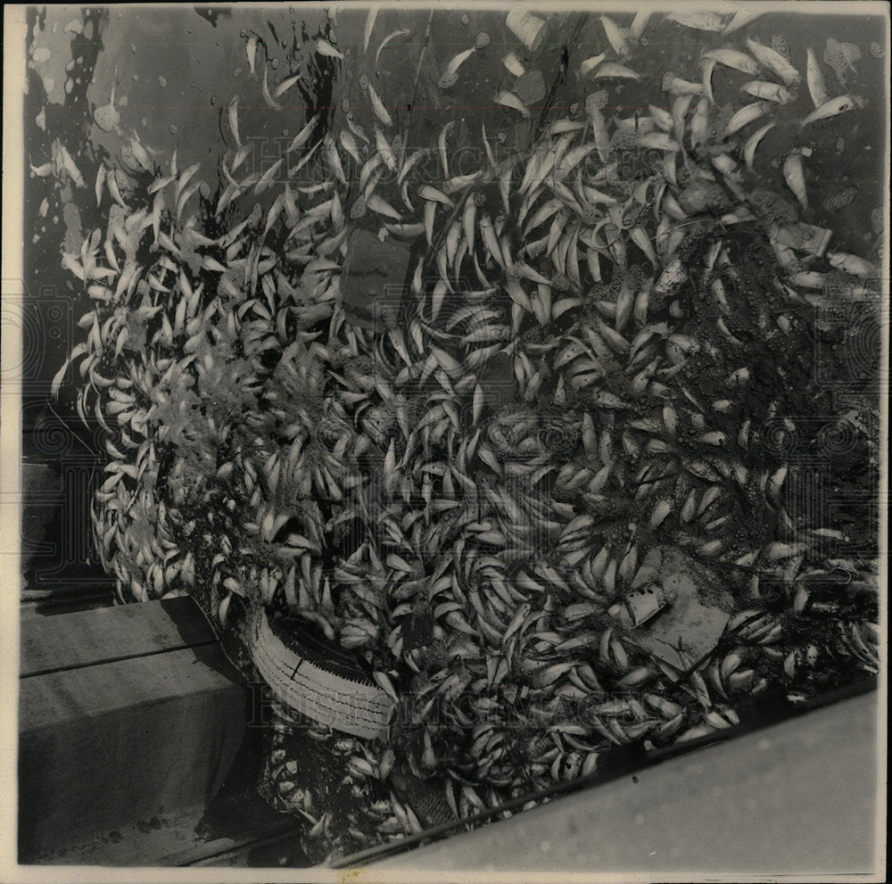 1965 Press Photo Dead Fish Belmont Harbor - Historic Images