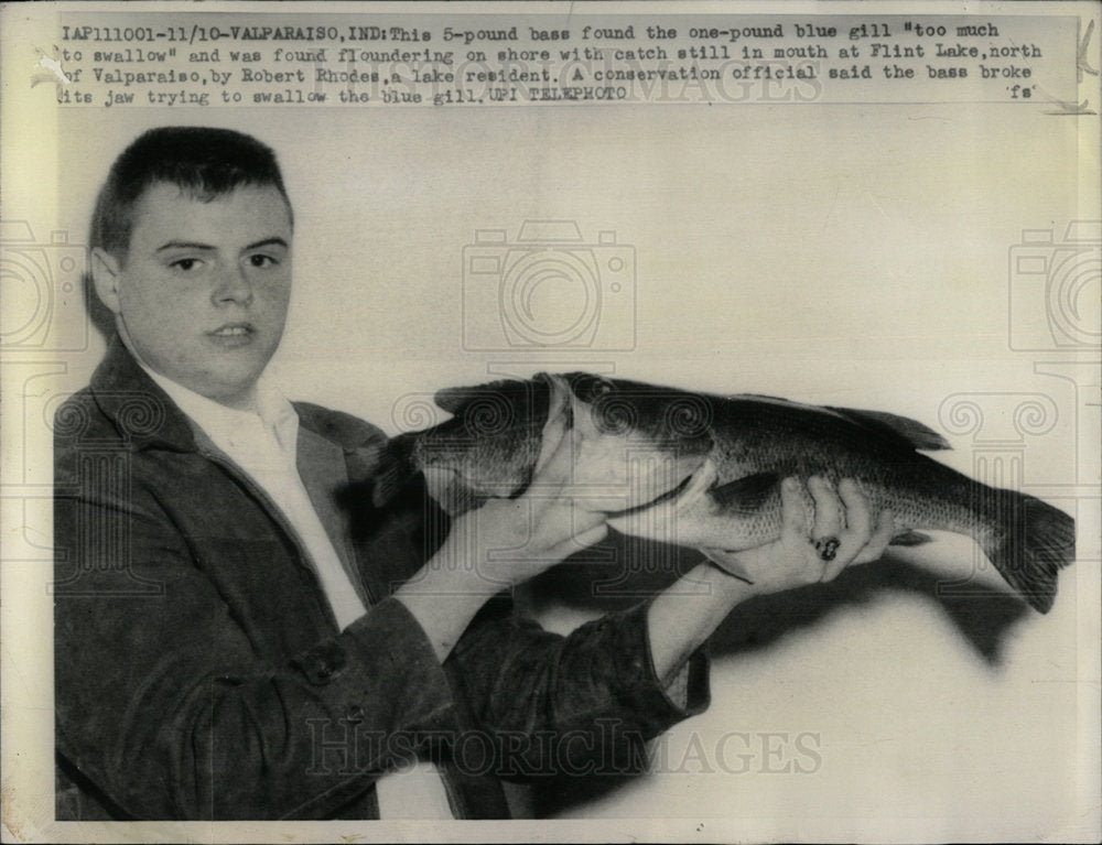 1959 Press Photo swallow Valparaiso pound blue gill  - Historic Images