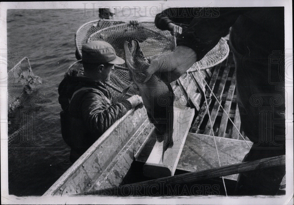 1968 Press Photo Salmon Kokanee holds fishing river  - Historic Images