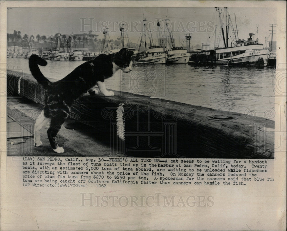 1962 Press Photo San Pedro fleet tuna boats cat fish  - Historic Images