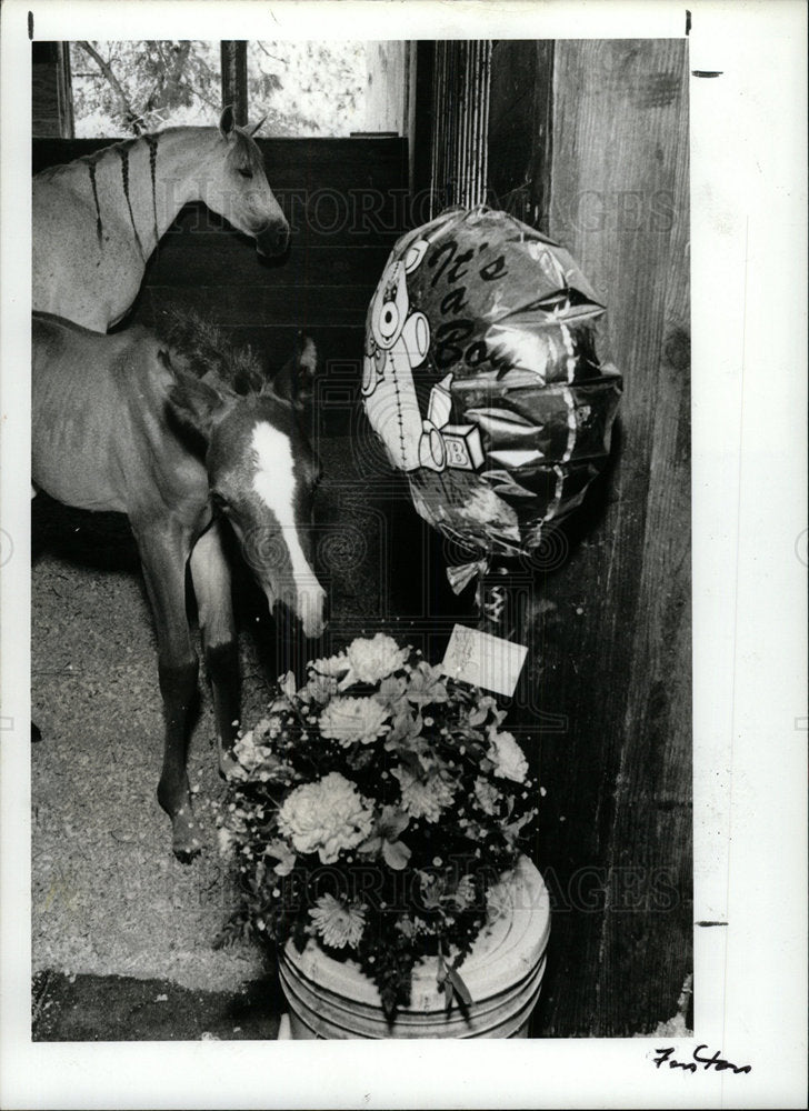 1987 Press Photo Suregem Kadin an Arabian mare gave bir - Historic Images