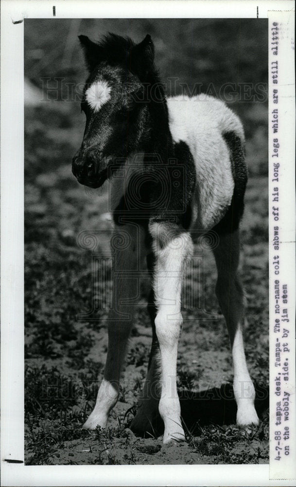 1988 Press Photo New born colt legs are wobbly - Historic Images