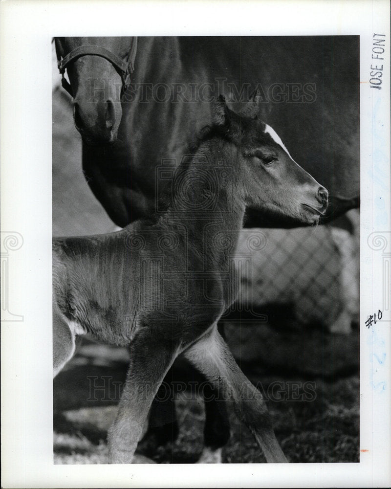 1983 Press Photo George&#39;s Goat - Historic Images