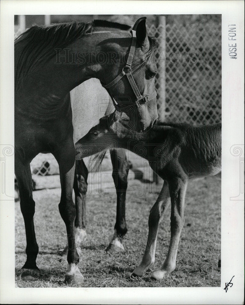 1983 Press Photo Animals Horses - Historic Images