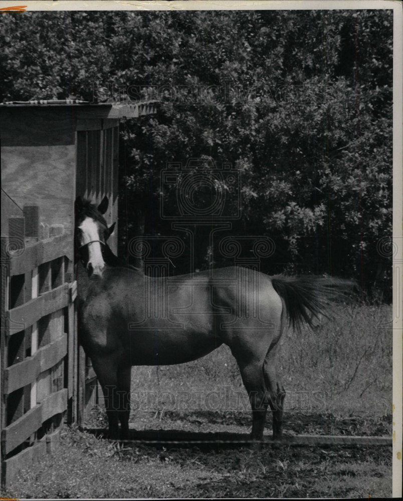 1969 Press Photo Horse on a ranch - Historic Images