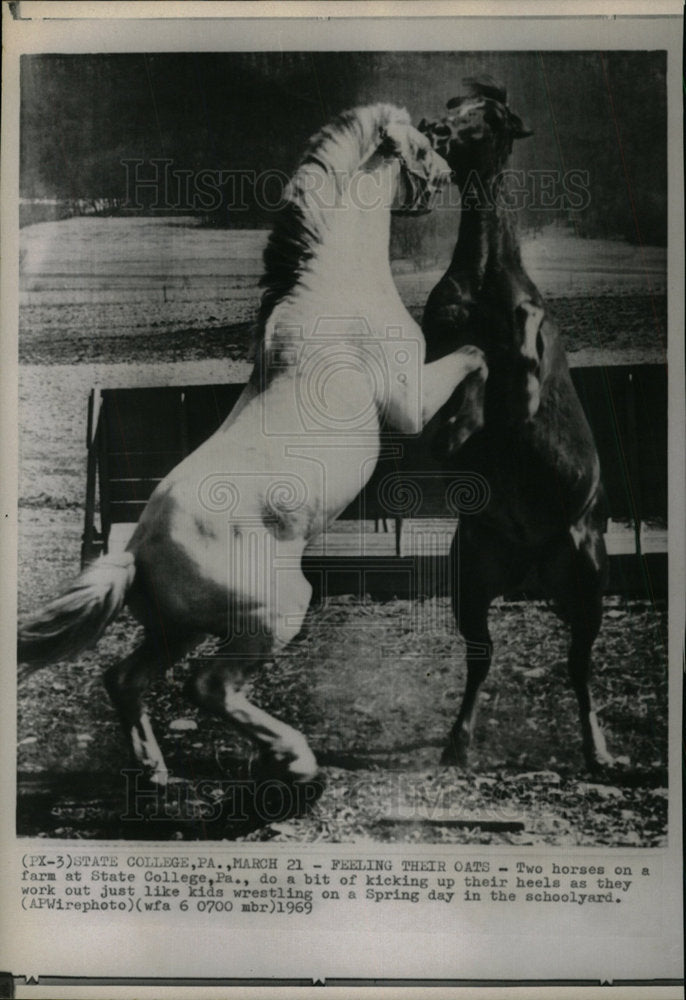 1969 Press Photo Two horses on a farm at State College, - Historic Images