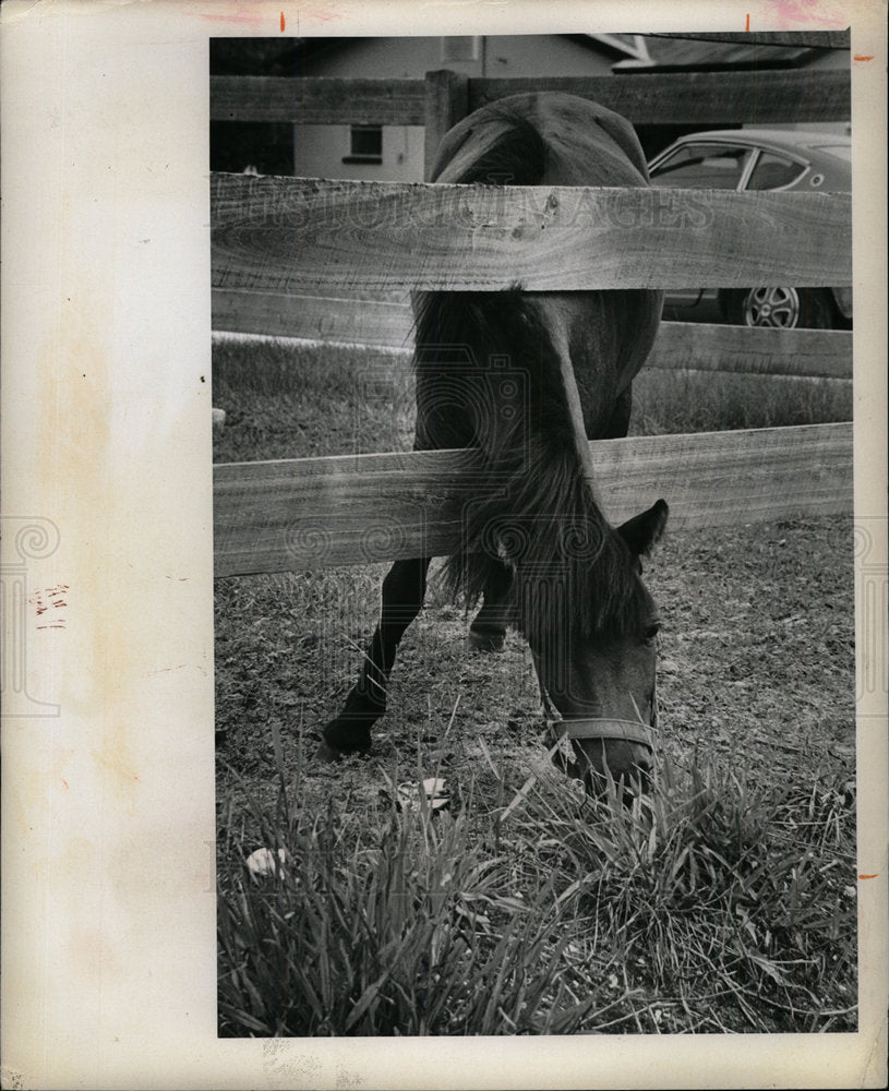 1974 Press Photo Horse Seminole Florida  - Historic Images