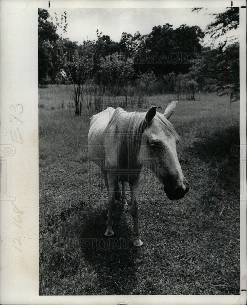 1977 Press Photo Lone horse on a field. - Historic Images