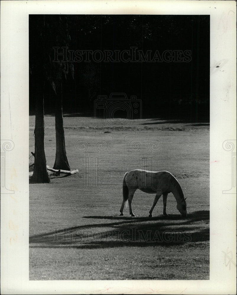 1981 Press Photo Horses Enjoy Suncoast - Historic Images