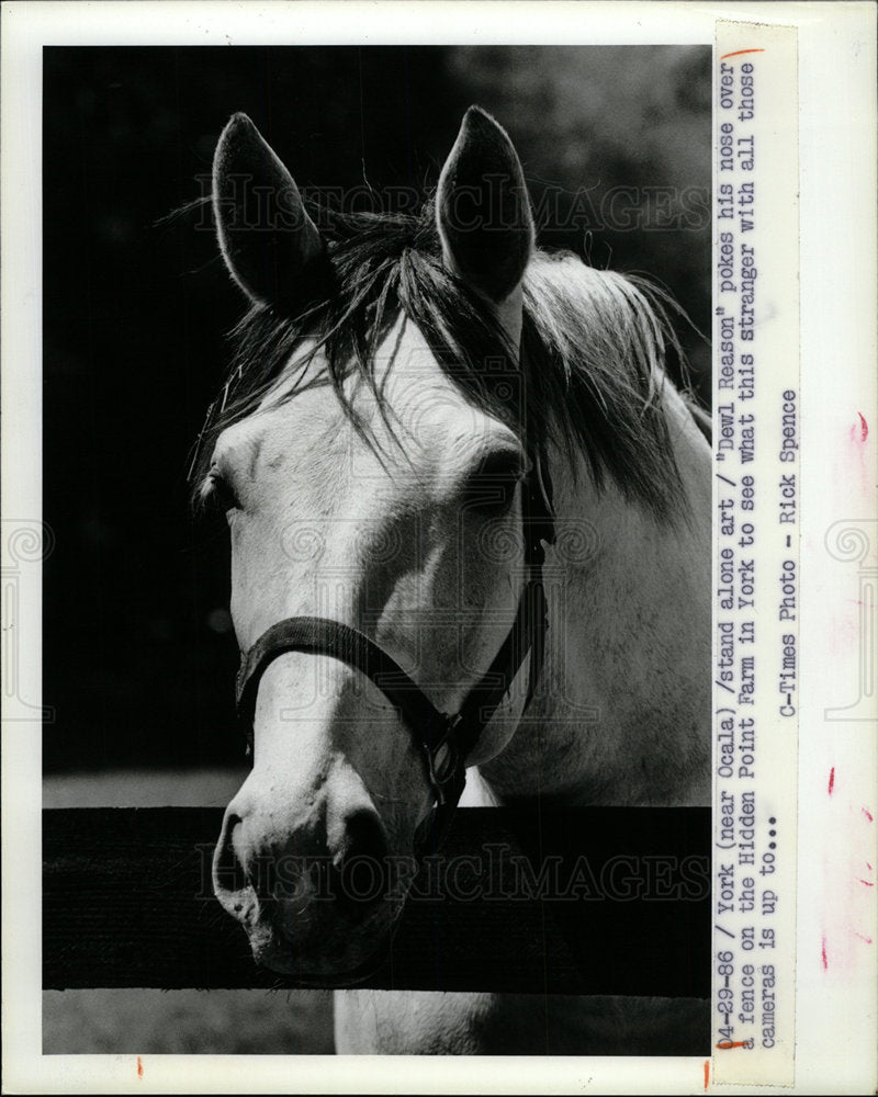 1986 Press Photo Dewl Reason Hidden Point Farm Horses - Historic Images