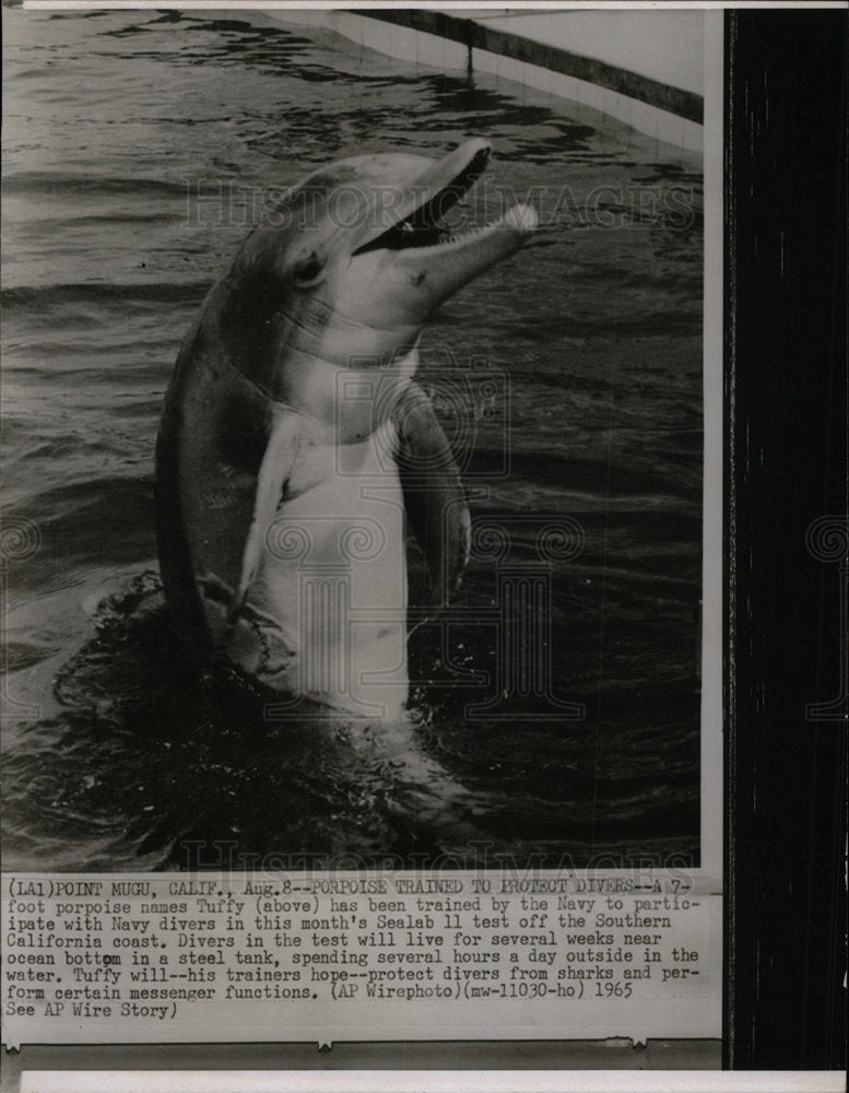 1965 Press Photo Tuffy the dolphin performing tricks   - Historic Images
