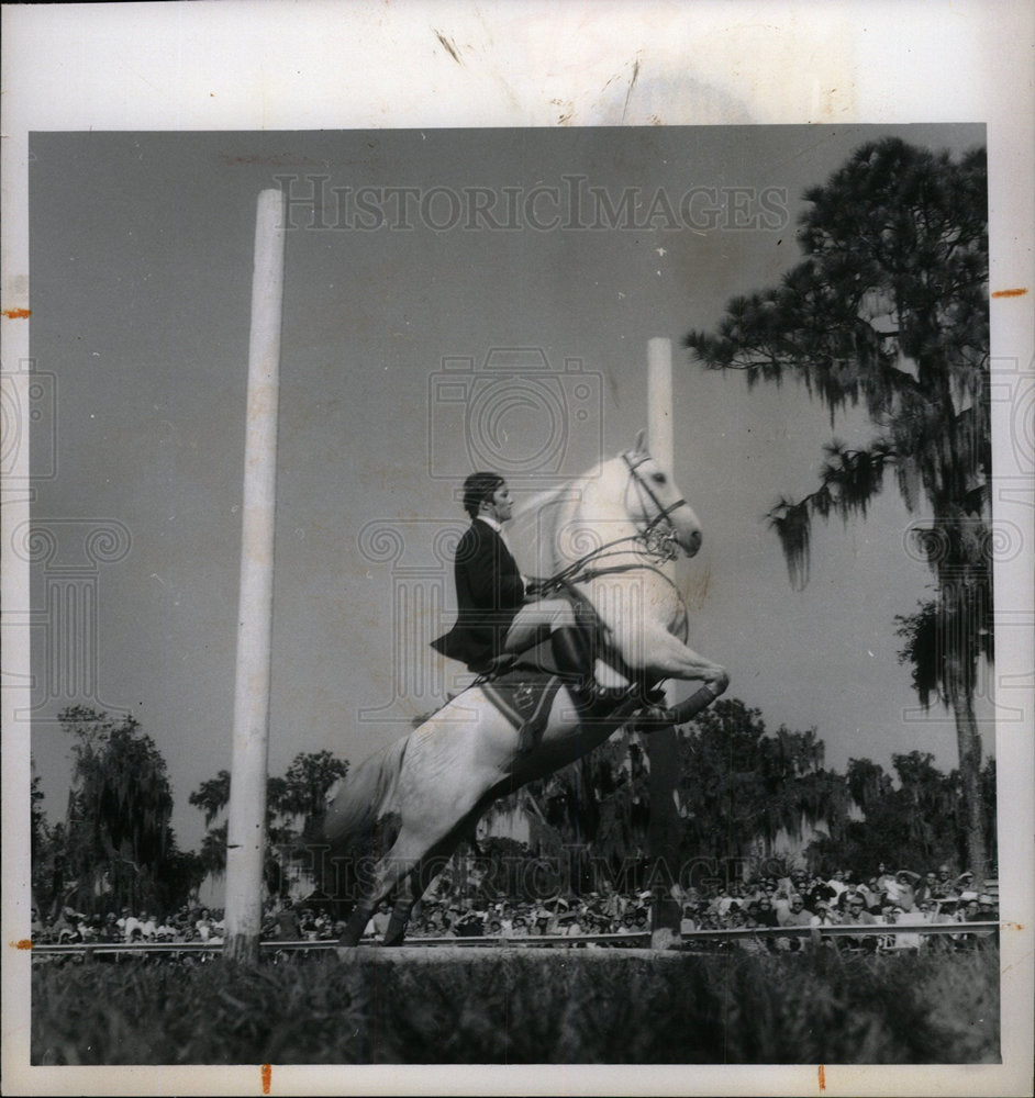 1971 Press Photo Great White Stallion - Historic Images