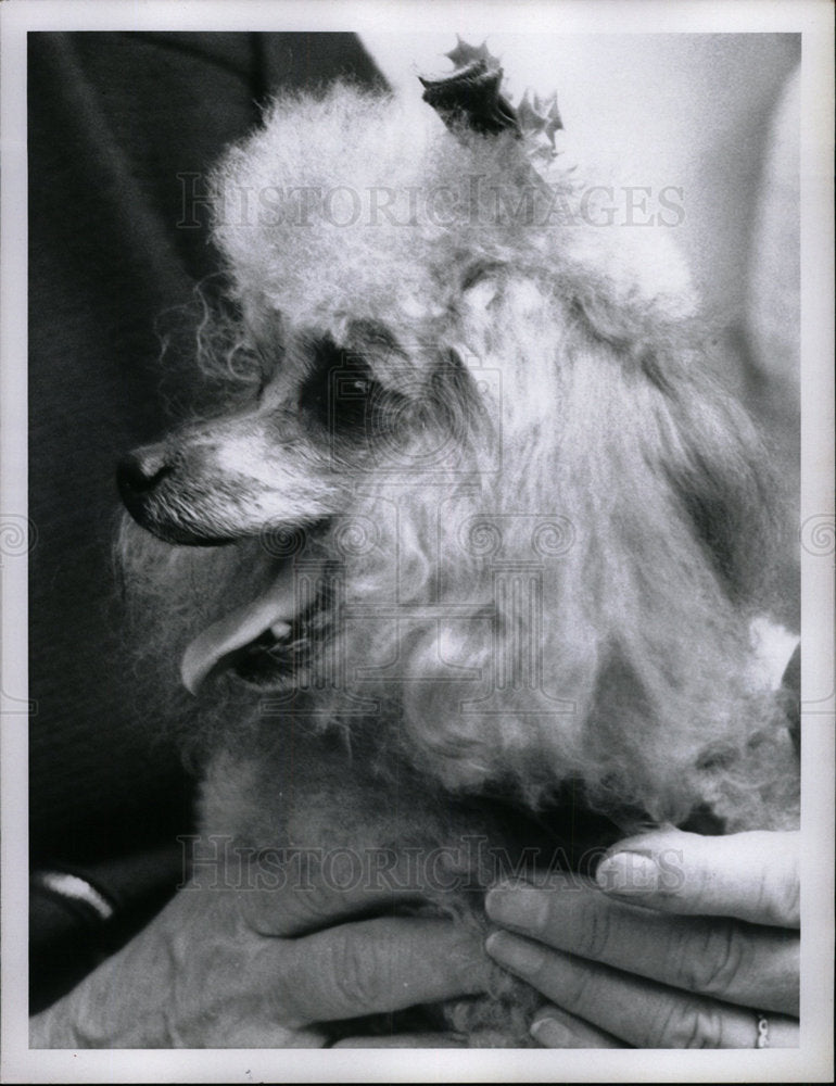 None Poodle Parade  - Historic Images