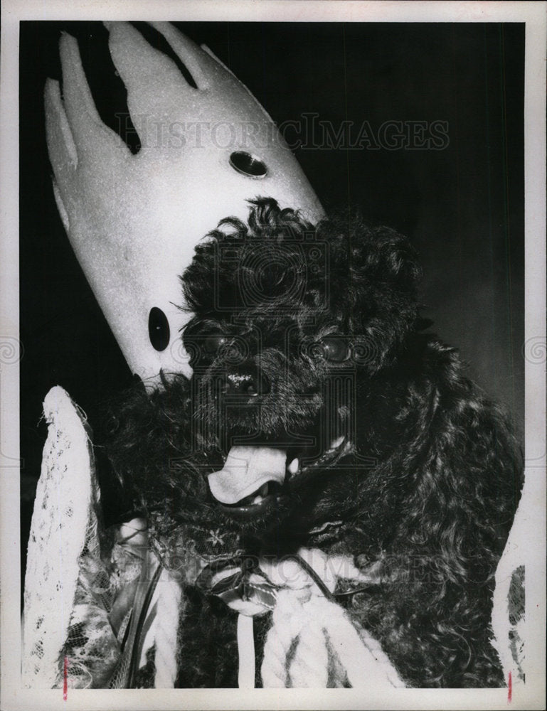1967 Press Photo Poodle Parade Little Angelina - Historic Images