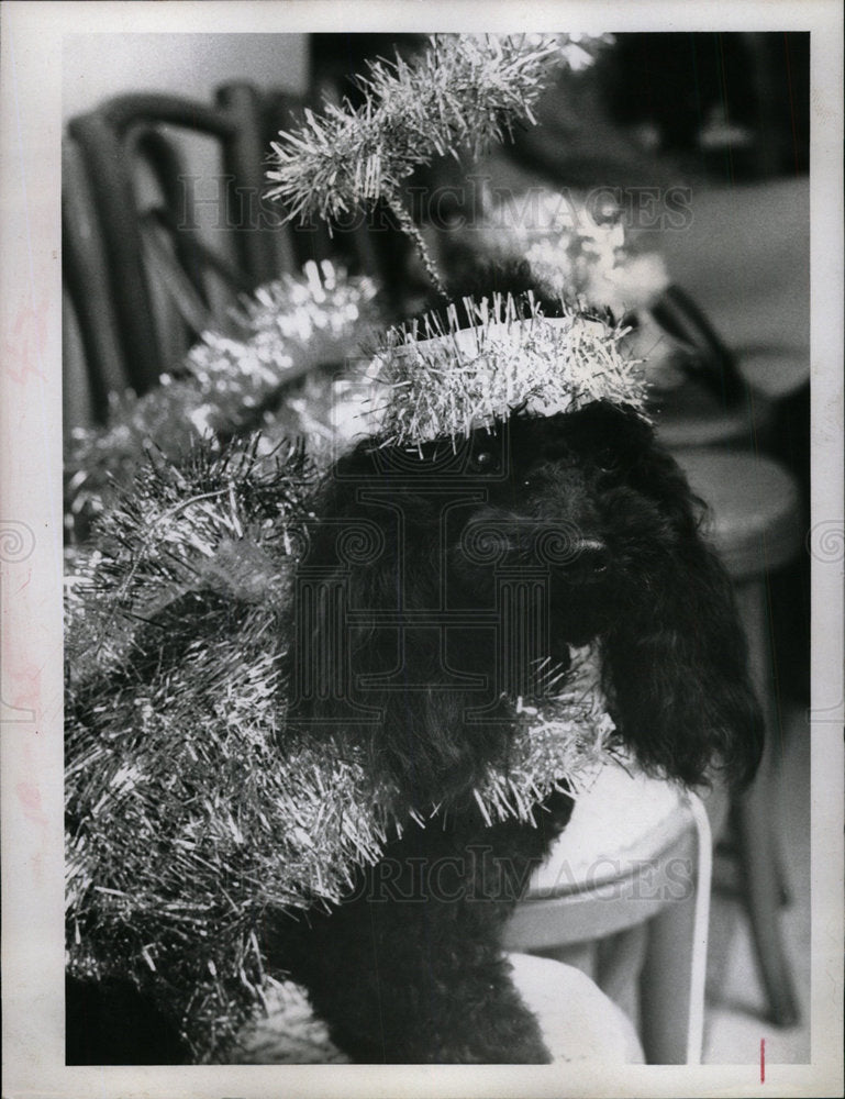 1967 Press Photo Poodle Parade - Historic Images