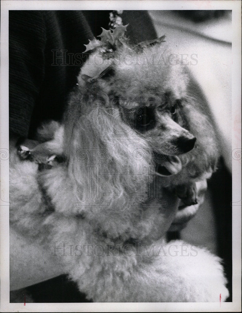 1967 Press Photo spruced up holiday Poodle Parade - Historic Images