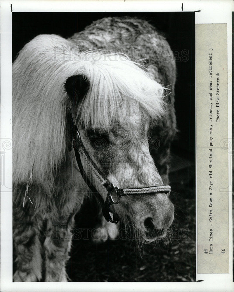 1989 Press Photo Shetland Pony Dawn - Historic Images