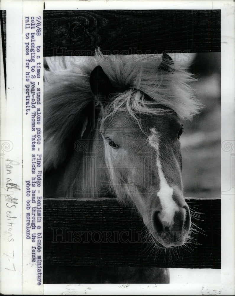 1988 Press Photo Miniature Horse - Historic Images