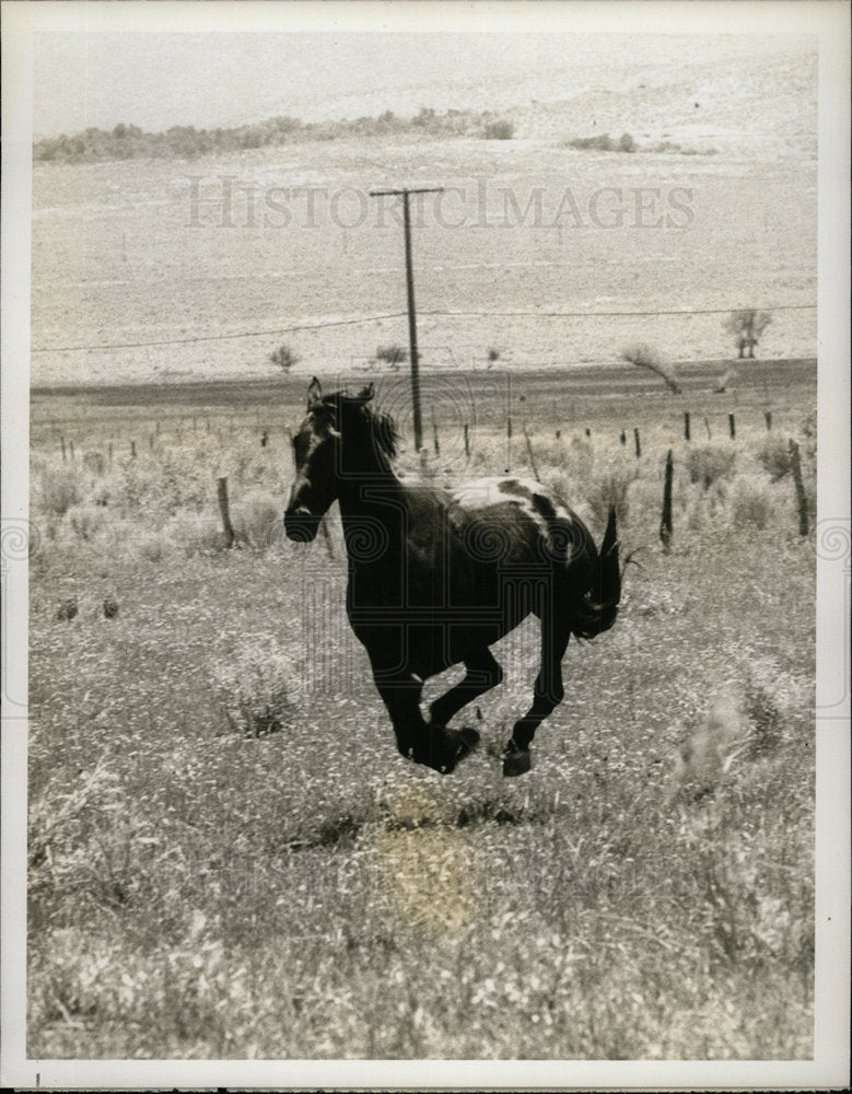 1977 Press Photo Thunder Black Stallion stars in &quot;Thund - Historic Images