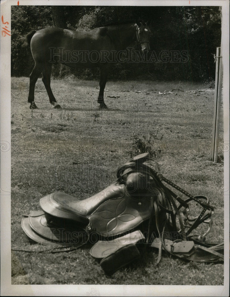 1975 Press Photo St. Petersburg only horse being sold. - Historic Images