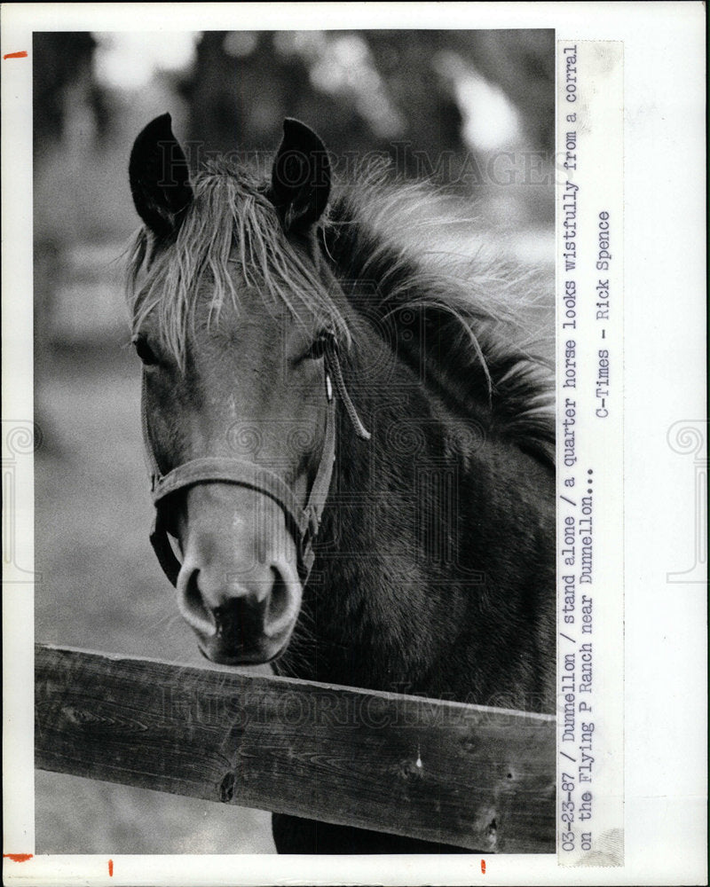 1987 Press Photo Dunnellon A Quarter Horse - Historic Images