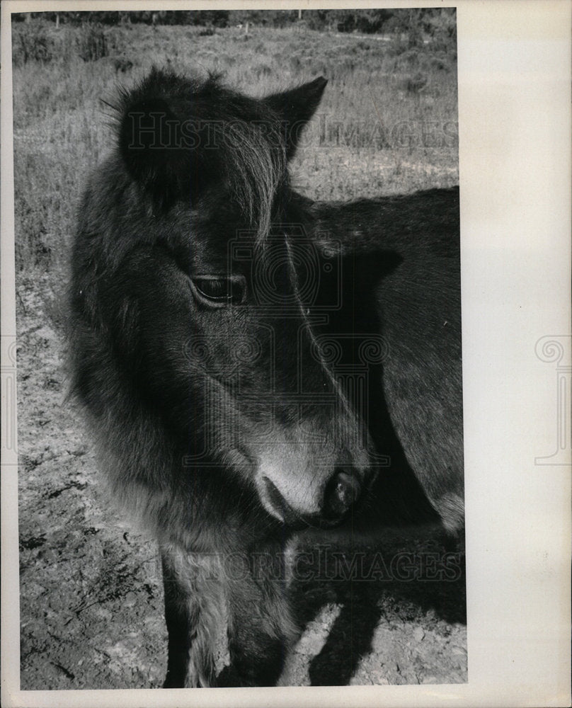 1971 Press Photo Mistreated Pony - Historic Images