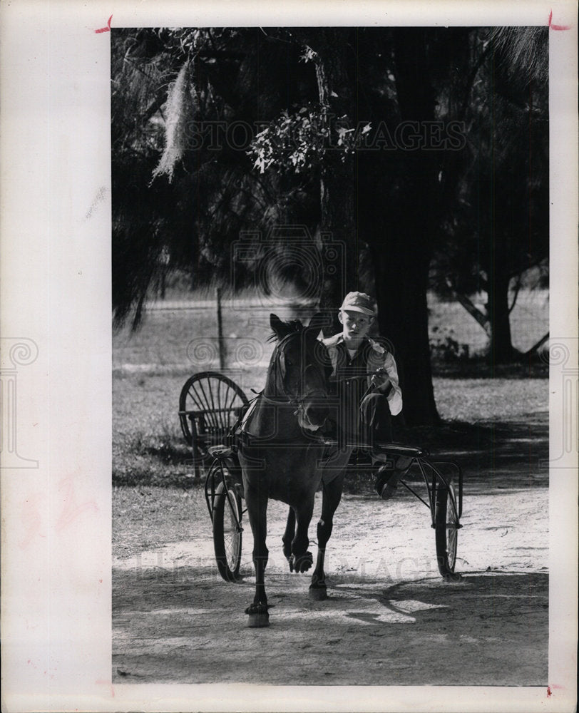 1962 Press Photo Mrs. Williamson trains big horses pony - Historic Images