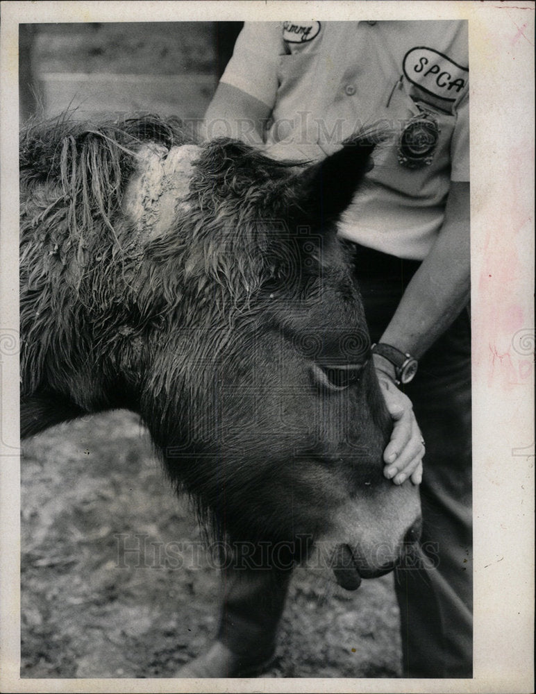 1971 Press Photo Welsh Pony Found - Historic Images