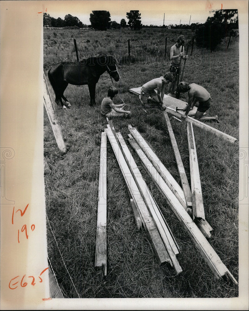 1975 Press Photo Pony Breed Horse Animal  - Historic Images