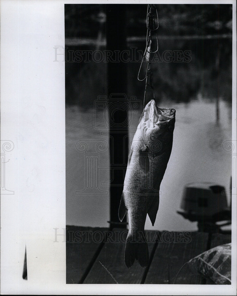 1977 Press Photo Bass Taken Ward Lake  - Historic Images